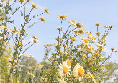 Ontdek de belangrijkste voordelen van kamille-extract 🌼